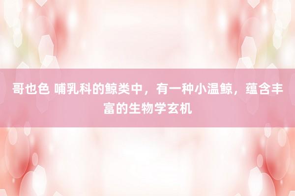 哥也色 哺乳科的鲸类中，有一种小温鲸，蕴含丰富的生物学玄机